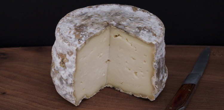 Twig Farm's Fuzzy Wheel cheese