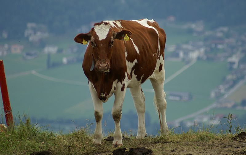 An Ayrshire cow stands before an idyllic valley vista.