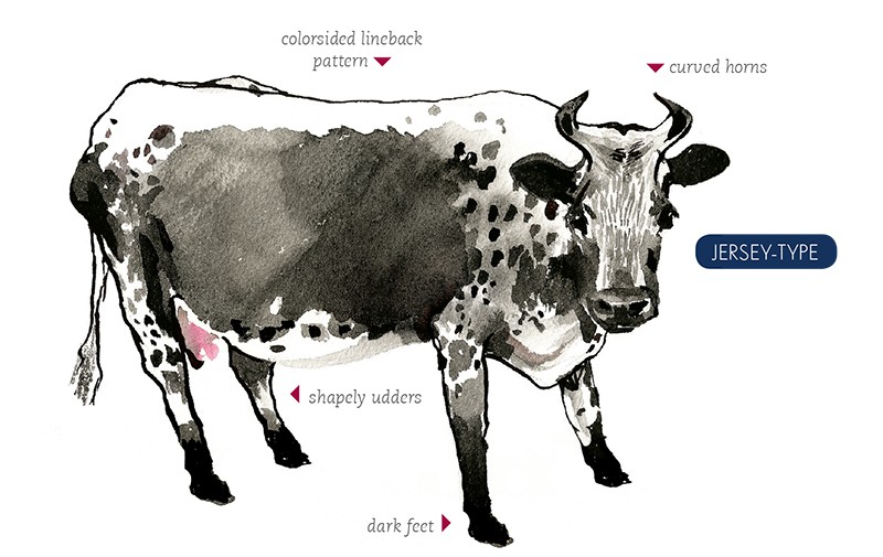 An illustration of a Randall cow, noting its colorsided lineback coat, curved horns, dark feet, and shapely udders.