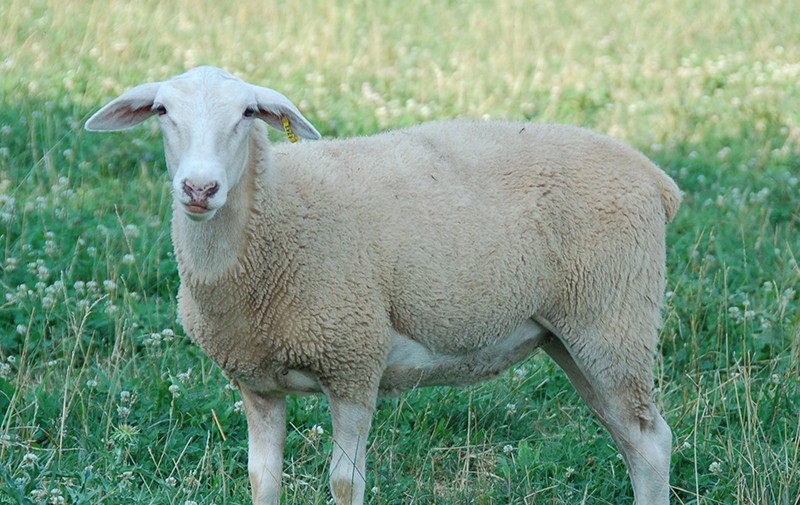 A Lacaune ewe stands in a sunlit grassy meadow.