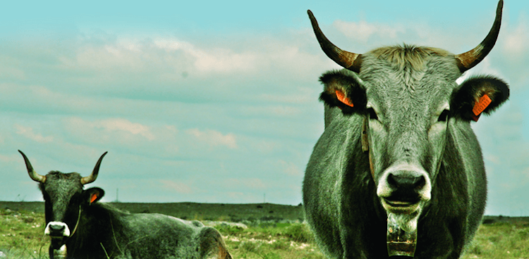 two podolico dows on grassy field with blue sky