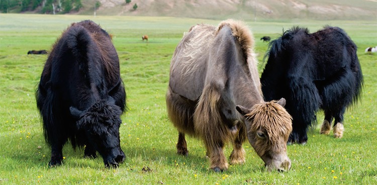 Three yak (two black, one tan) graze on a grassy plain