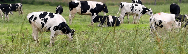 cultured cow herd