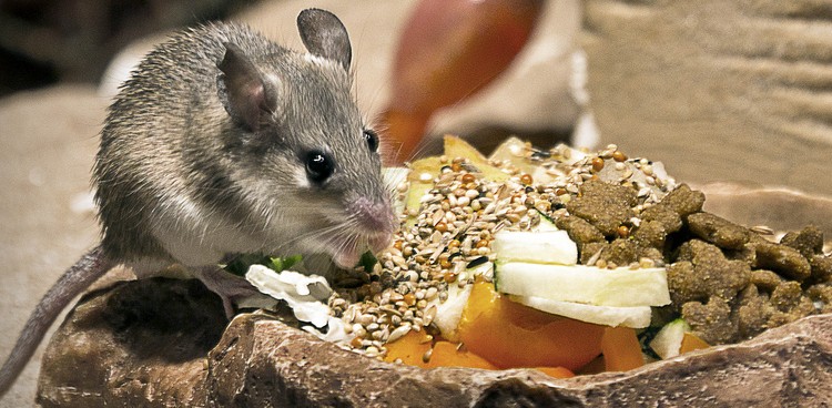 mouse cheese