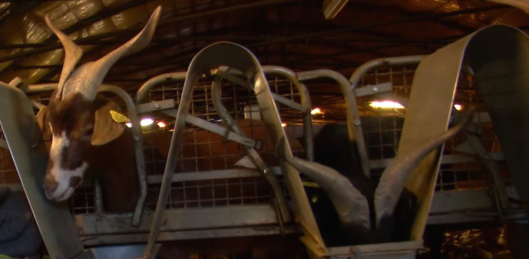 Rove goats from Alpes-de-Haute-Provence, France in the milking barn of Francois and Vanessa Masto