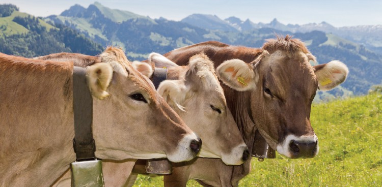 Brown Swiss Cows