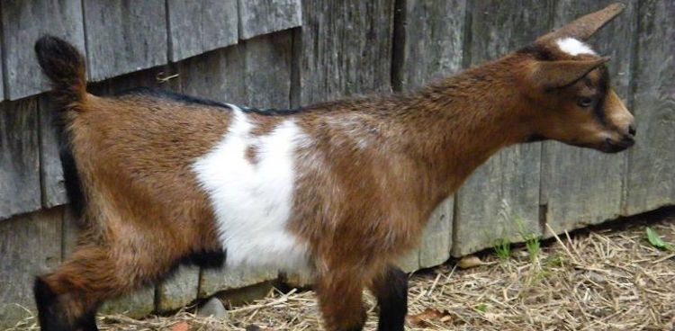 buttermilk the goat
