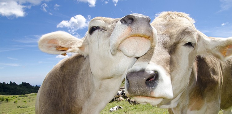 Super-Cute Italian Cows