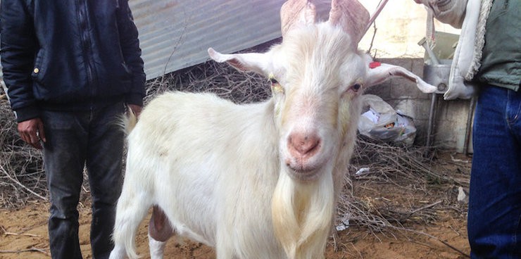 goat with male parts and udders from NPR blog goats and soda