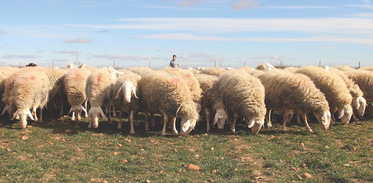 Assaf Sheep