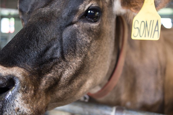Sonia cow at Elm Lea Farm