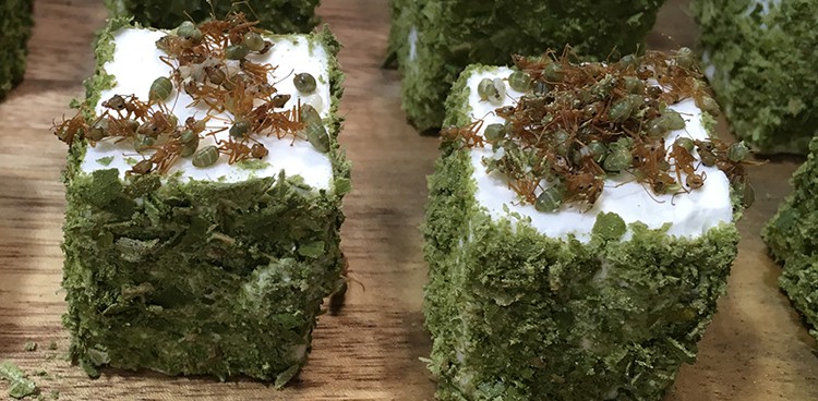Anthill cheese