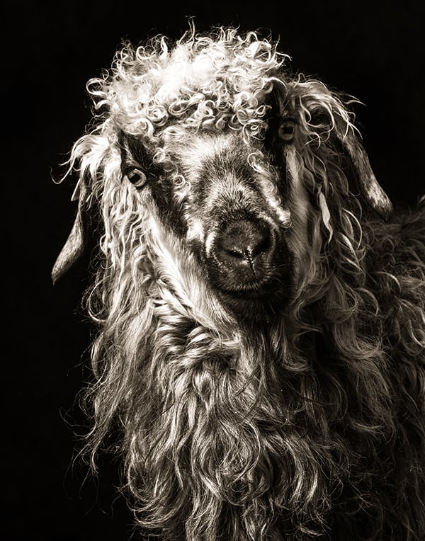 Bella #1. Photo by Kevin Horan