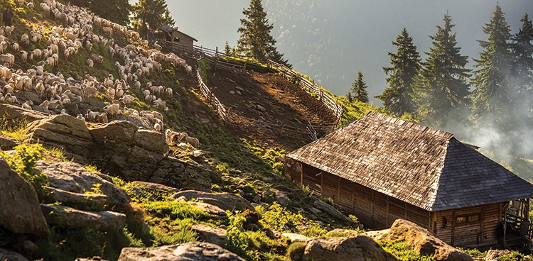 Sheep grazing in the Carpathian Mountains in Romania