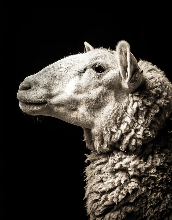 Lizzie #1. Photo by Kevin Horan