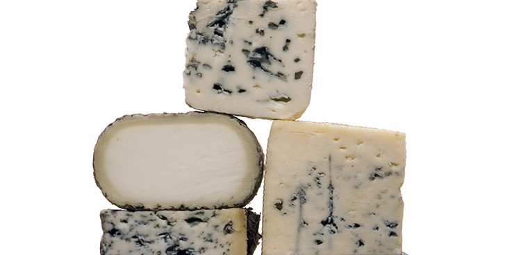 Mold on cheese