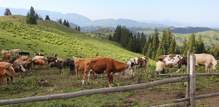 On an alp near Bran, Romania. Photo credit: Molly McDonough