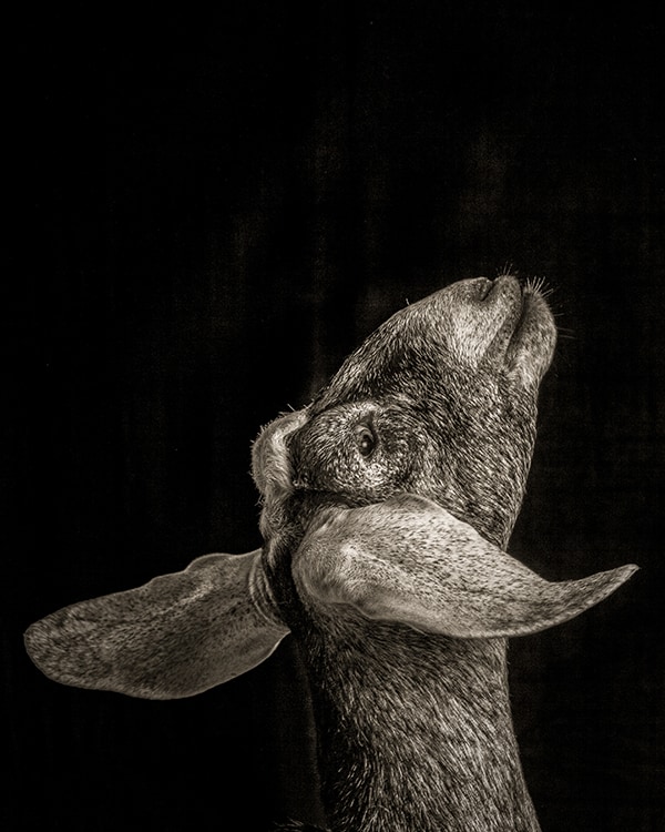 Xenia #1. Photo by Kevin Horan