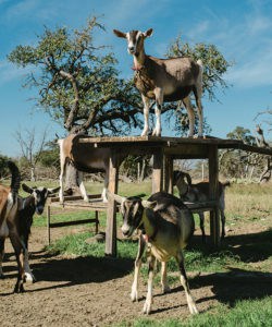 Pure Luck goats