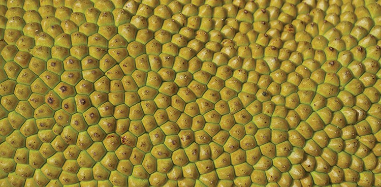jackfruit
