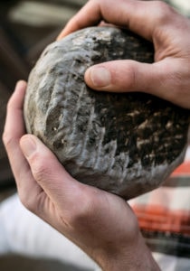 The mold growing on Oriol de Montbrú wheels is gently patted down during maturation