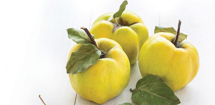Quince fruits on a white wooden background. Quince fruits.