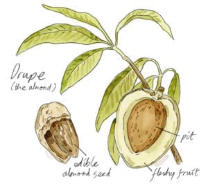 drupe
