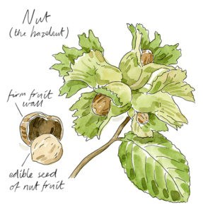 hazelnut