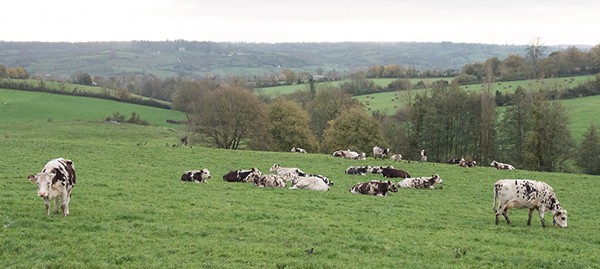 Spotted Normande cows out to pasture.
