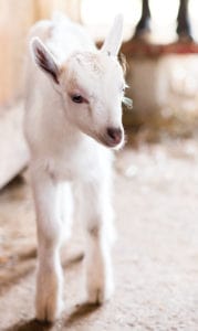A curious kid at one of the Pennsylvania farms where FireFly sources its milk