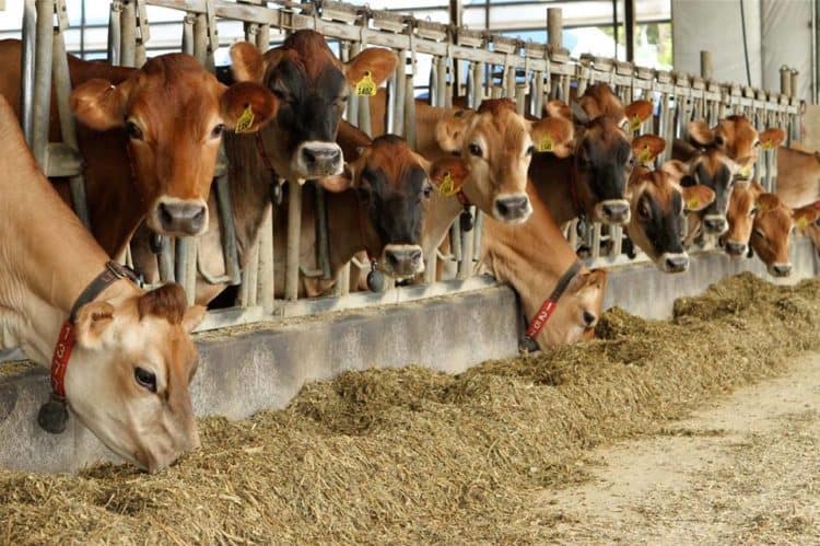 dairy cooperative