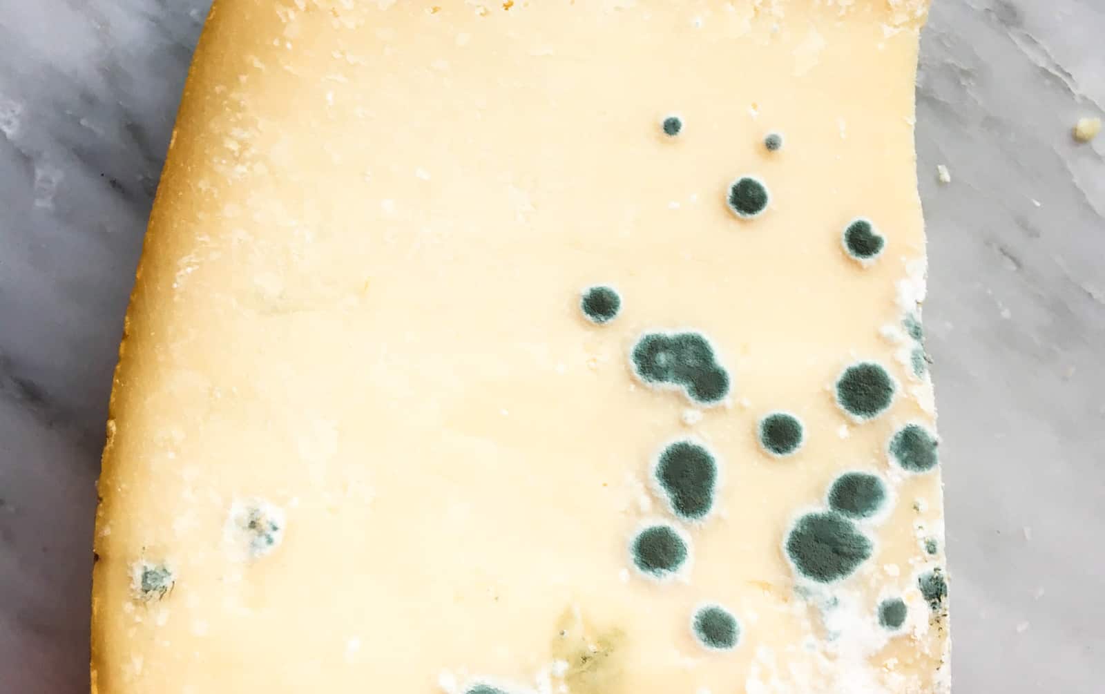 Moldy Cheese