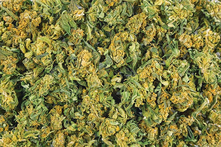 cheese and cannabis