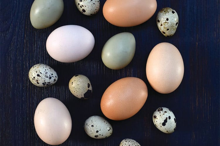 cheese and eggs