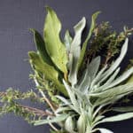 cheese and herbs