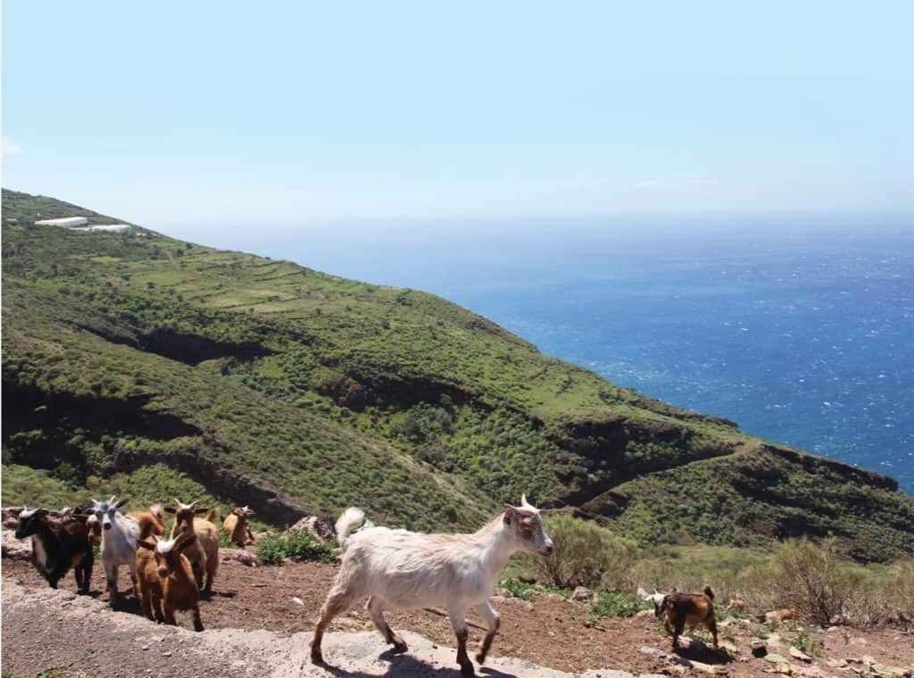 Queseria La Candilera in La Palma