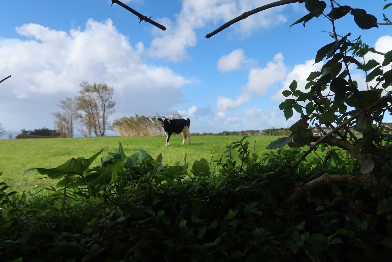 Volcanic Cheese of Azores
